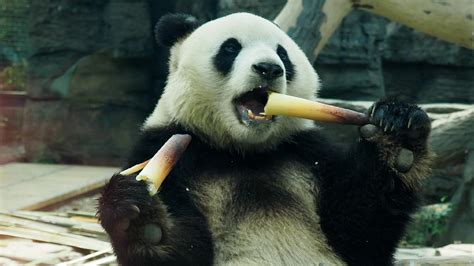 Adorable Panda Having A Feast At Beijing Zoo Cgtn
