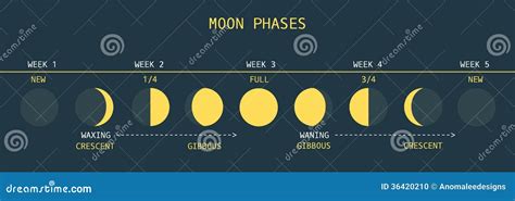 Moon Phases Vector Illustration 36420210