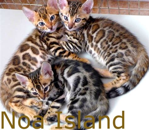 The traditional brown colored bengals have green or the brown bengal cat (c,c color genes) is the most popular of the bengal cat colors and it was also the first to be recognized by tica in 1983. snow bengal kitten, brown rosetted bengal kitten, charcoal ...