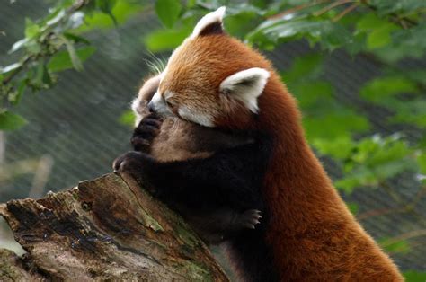 Red Panda The Biggest Animals Kingdom