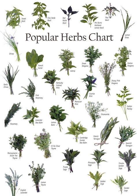 Medicinal Plants Chart Medicinal Plant