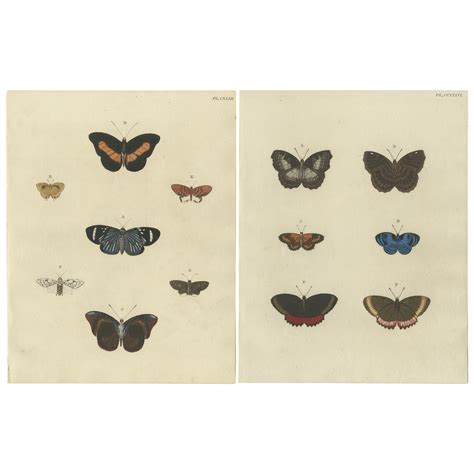 A Set Of Twelve Pieter Cramer Framed Prints Of Butterflies At 1stdibs