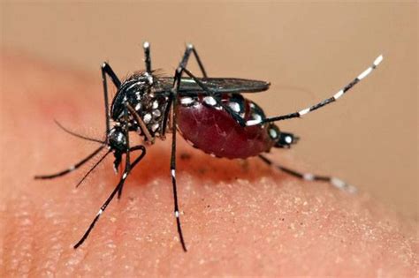 Nyamuk Aedes Spesies Ciri Ciri Dan Kesan Kesihatan Root Of Science Riset