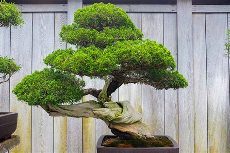 Pruning Bonsai 101 How To Shape Your Plants