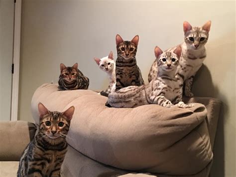 Bengal cats of higher lineage, from reputable breeders can be priced at much higher, from $2000 to $7000 (in case of highly rare and beautiful bengal cat, the price can be up to $10000). Bengal Cats For Sale | Clarksville, TN #106482 | Petzlover