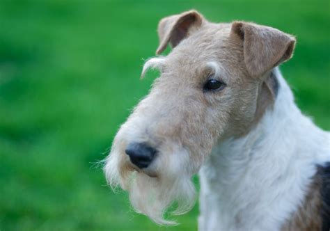 Are Wire Haired Terrier Mix Hypoallergenic