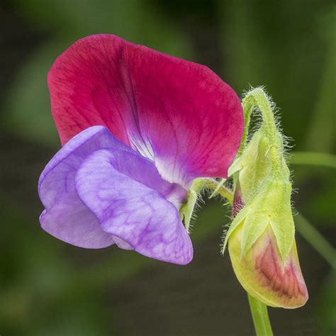 Sweet Pea Flower Lathyrus Pea Flower Sweet Pea Flowers