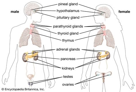 Thyroid Parathyroid And Pineal Gland Endocrine System Chemical Hot