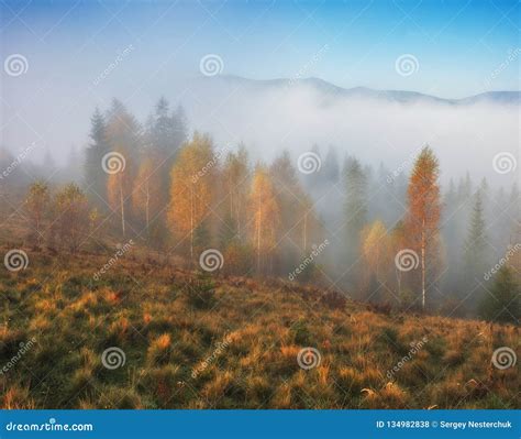 Foggy Morning In The Carpathian Mountains Stock Photo Image Of