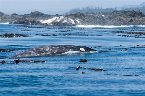 Whale Watching Tofino Canada Excursion