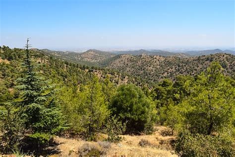 Cyprus Mediterranean Forests One Earth