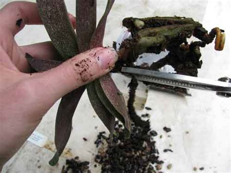 A specific soil substrate and small amounts of water are important for the development of the flowers. Repotting Orchids