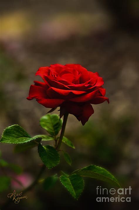 One Beautiful Red Rose Photograph By Anne Kitzman