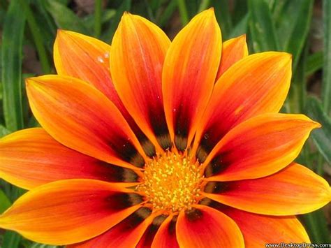20 Pretty Orange Flowers