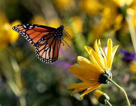 Monarch butterflies stop in N.J. before migrating to Mexico. Now's your ...