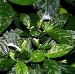 Maybe you would like to learn more about one of these? Cara Mengobati Penyakit Tipus atau tipes Secara Alami ...