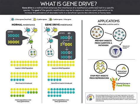 Longevity Briefs New Genetic Systems For Controlling Gene Drive