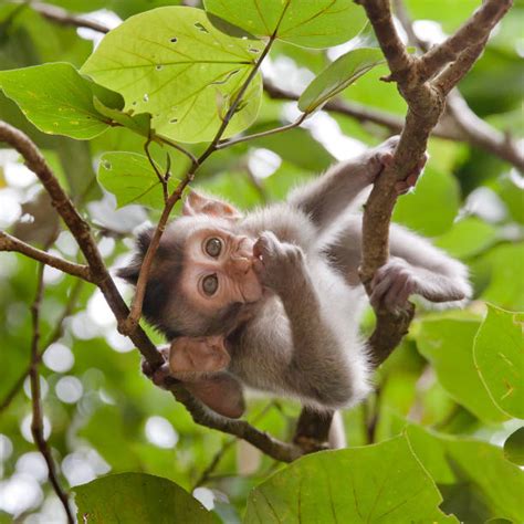 Monkey Swinging Stock Photos Pictures And Royalty Free Images Istock