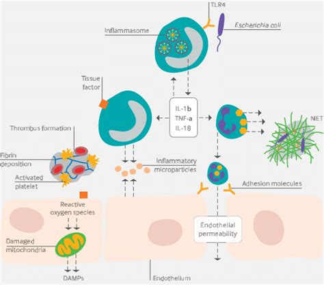 Overview Of The Pathogenesis Of Sepsis 1 14 1 Pathophysiologic