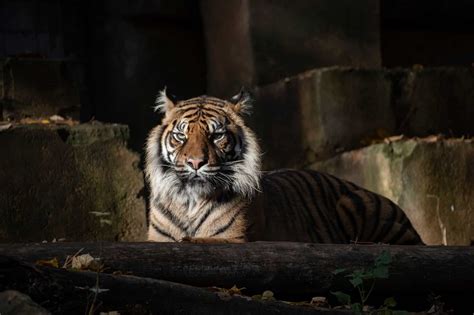 Les 15 Animaux Les Plus Iconiques à Voir Au Zoo De Beauval
