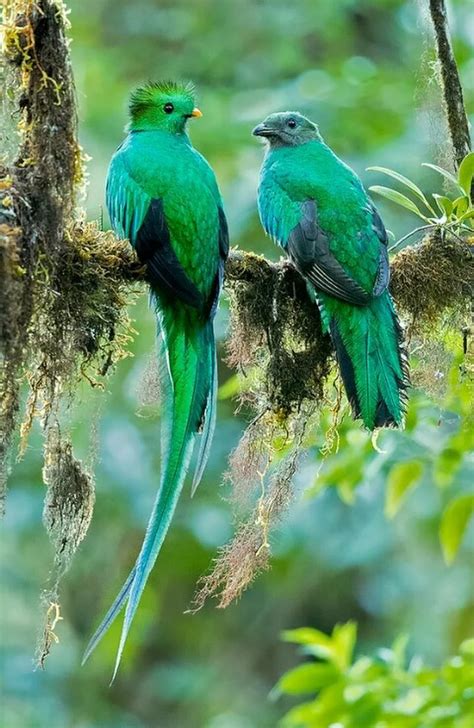 Resplendent Quetzals From Tropical Central America Tropical Birds