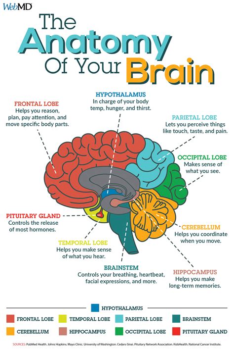 Brain Anatomy Myths And Facts