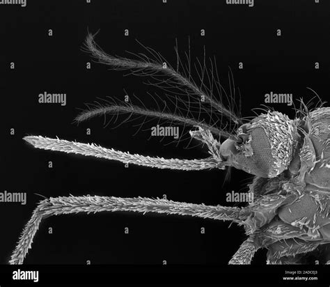 Scanning Electron Micrograph Sem Of Female Asian Tiger Mosquito
