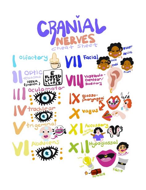 Cranial Nerve Assessment Study Guide Cheat Sheet X Nursing Etsy