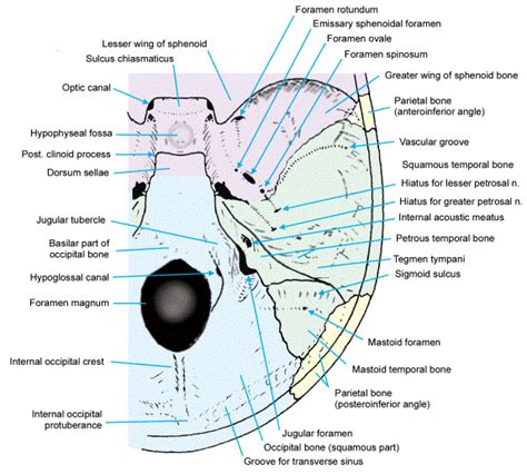 All In Nursing 4 Nursing Students Cranial Fossae Of The Skull