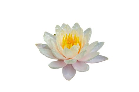 Water Lily Lotus Flower Free Image On Pixabay
