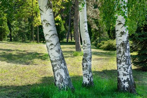 Three Birches Tree In Forest Park On A Sunny Spring Day Stock Image