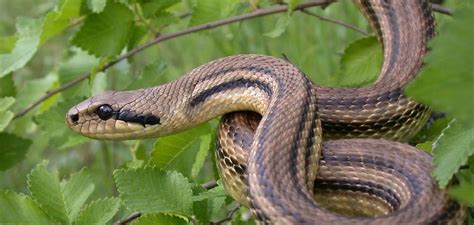 Der inlandtaipan lebt tief im outback in den heißen wüstengegenden im westen von queensland. Die Top 10 der längsten Schlangen der Welt - topmania
