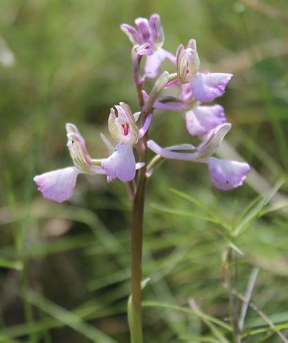 Anacamptis Morio Subsp Caucasica Orchis Morio Subsp Bor Flickr