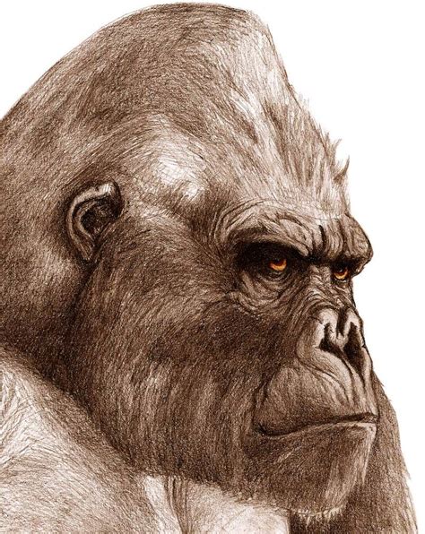 A Pencil Drawing Of A Gorilla S Head With An Intense Look On Its Face