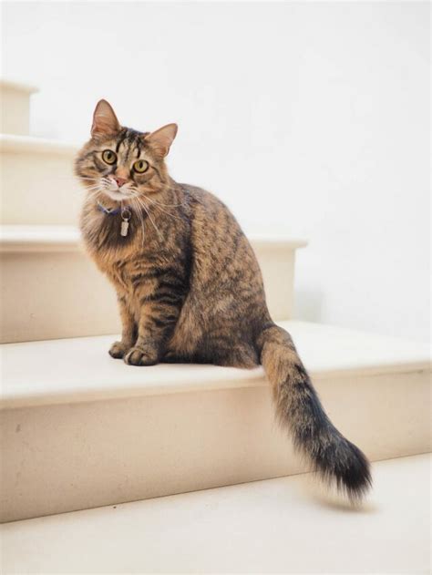 10 Most Popular Cat Breeds In The US