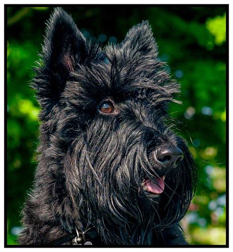 Scottish Terrier Pictures And Informations Dog