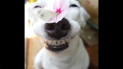 Beautiful Smiling Dog With Flower And Butterfly Youtube