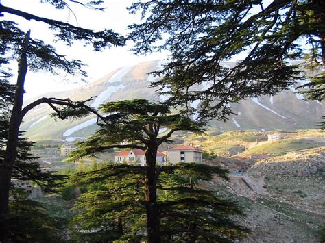 Lebanon Photos Cedars Of The Lord