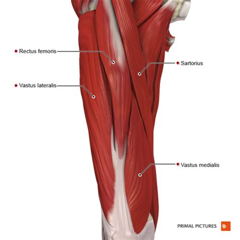 Functional Anatomy Of The Hip Muscles And Fascia Physiopedia