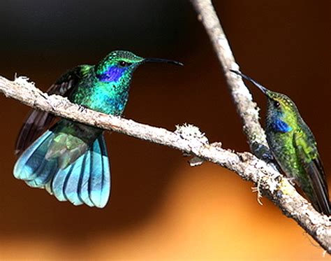 Bellas Aves De El Salvador Colibri Thalassinus Colibrí De Oreja Violeta