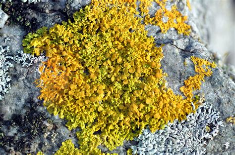 Yellow Wall Lichen National Botanic Garden Of Wales