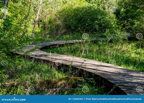 Winding Wooden Pathway Or Plank Dock In Mangrove Forest Natural