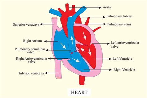 Which one of the following is blood pumping organ in the human body:a