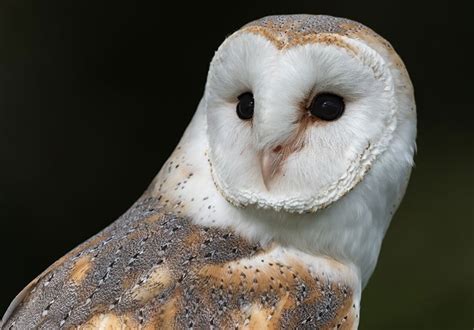 Barn Owl Eyes