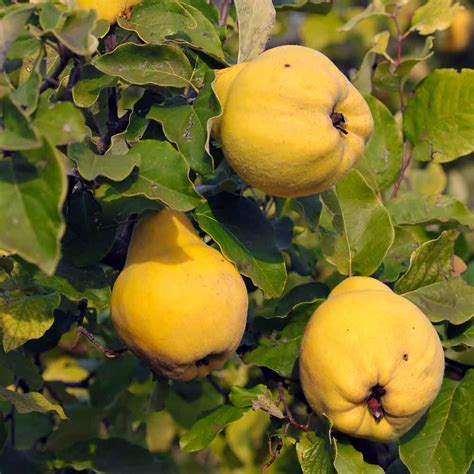 One of the most frequently applied insect killing techniques used in conjunction with fruit trees is the spraying of horticultural oils to smother insects, mites, their eggs, and larvae. Do you know quince | Fruit trees, Organic fruit, Organic ...
