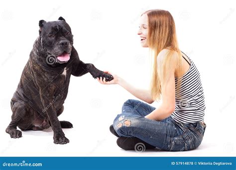 Cane Corso Dog Executes A Command Give Paw Stock Photo Image Of Owner