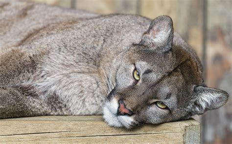 Cougar Full Hd Wallpaper And Background Image 2560x1600 Id407722