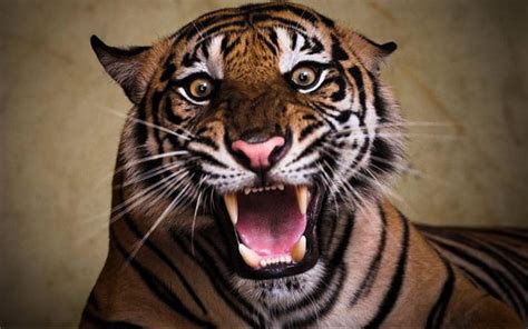 Very Angry Tiger Scary Tiger Hd Wallpaper Pxfuel
