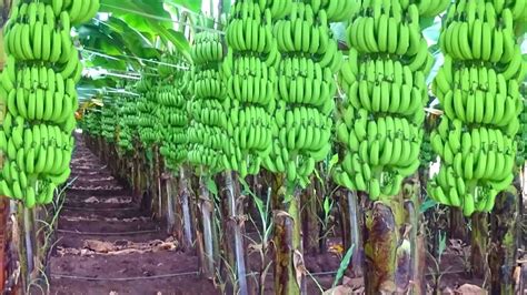 केला की वैज्ञानिक खेती Kele Ki Kheti Banana Farming Kela Ki Kheti Kab Aur Kaise Karen