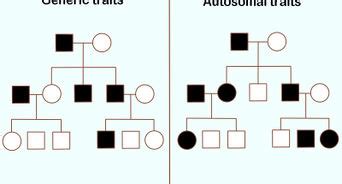 Learn more about family tree diagrams, their structure and purpose of use. How to Draw a Family Tree: 10 Steps (with Pictures) - wikiHow